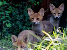 les trois frères, Bilu, Max et Django...